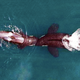 Illustration for article titled Gorgeous Drone Footage Of Killer Whales Is The First Of Its Kind